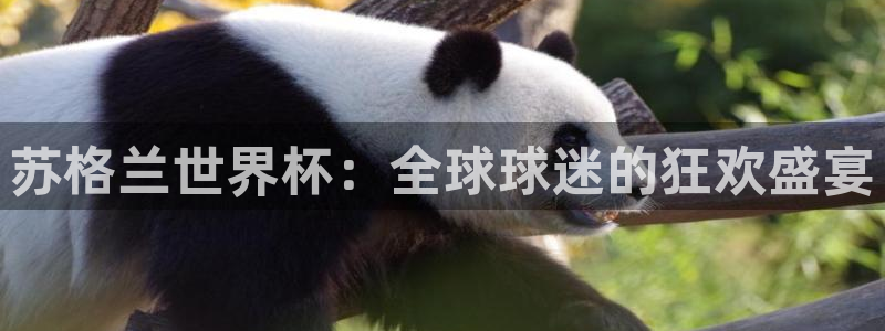 世界杯2026比赛时间表：苏格兰世界杯：全球球迷的狂欢盛宴